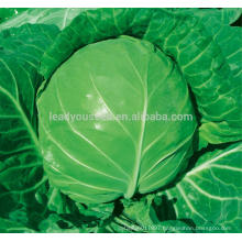 AC541 Qingfeng 60 days maturity round cabbage seeds asian vegetable seeds